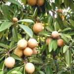 Chikoo (Sapota) - Image 2