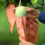 Valsad Hafus Mangoes (Coming Soon)